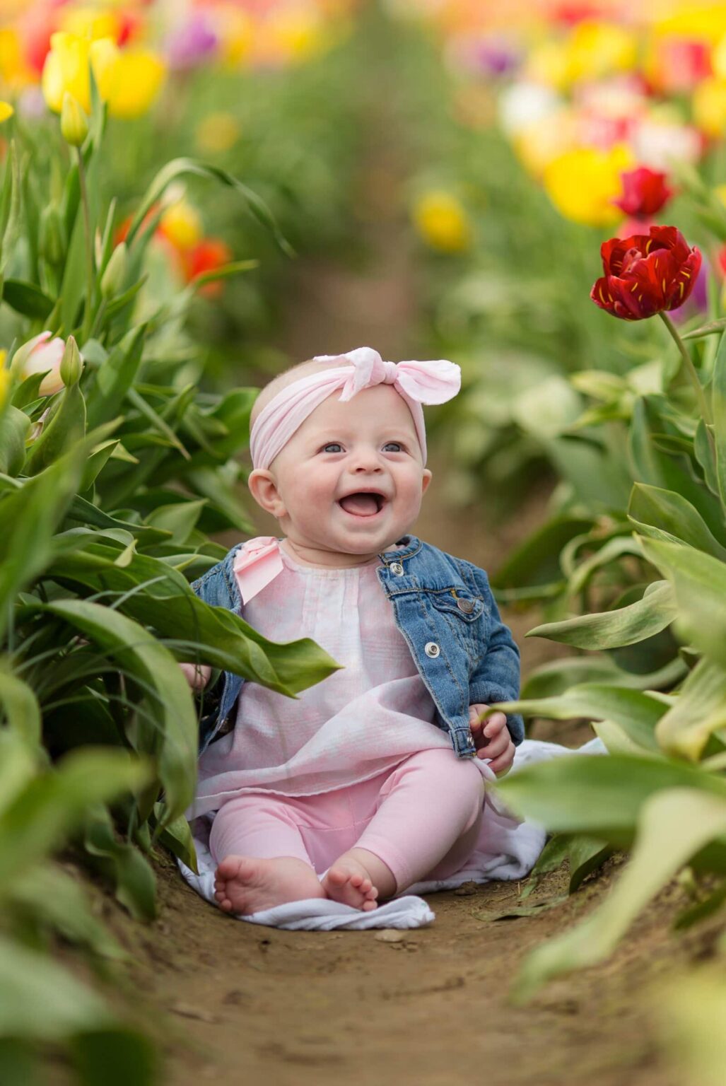 portland family baby photographer, spring tulip field photo session