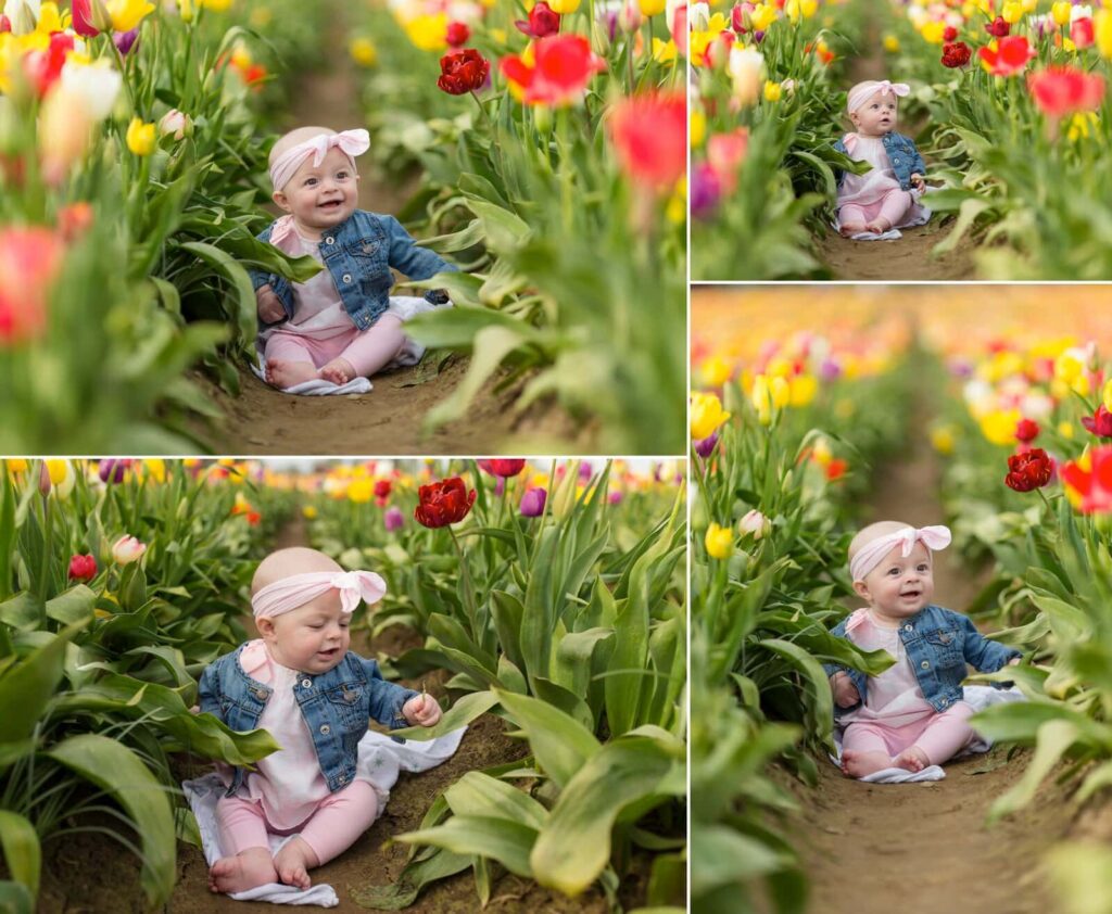 portland family baby photographer, spring tulip field photo session