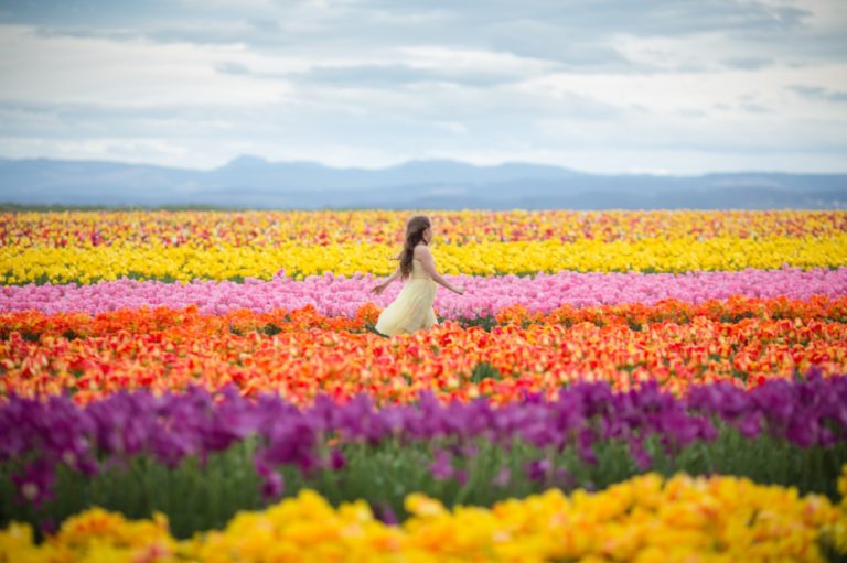 oregon tulip field photographer, portland family photographer, spring mini sessions portland, shannon hager photography, wooden shoe tulip farm
