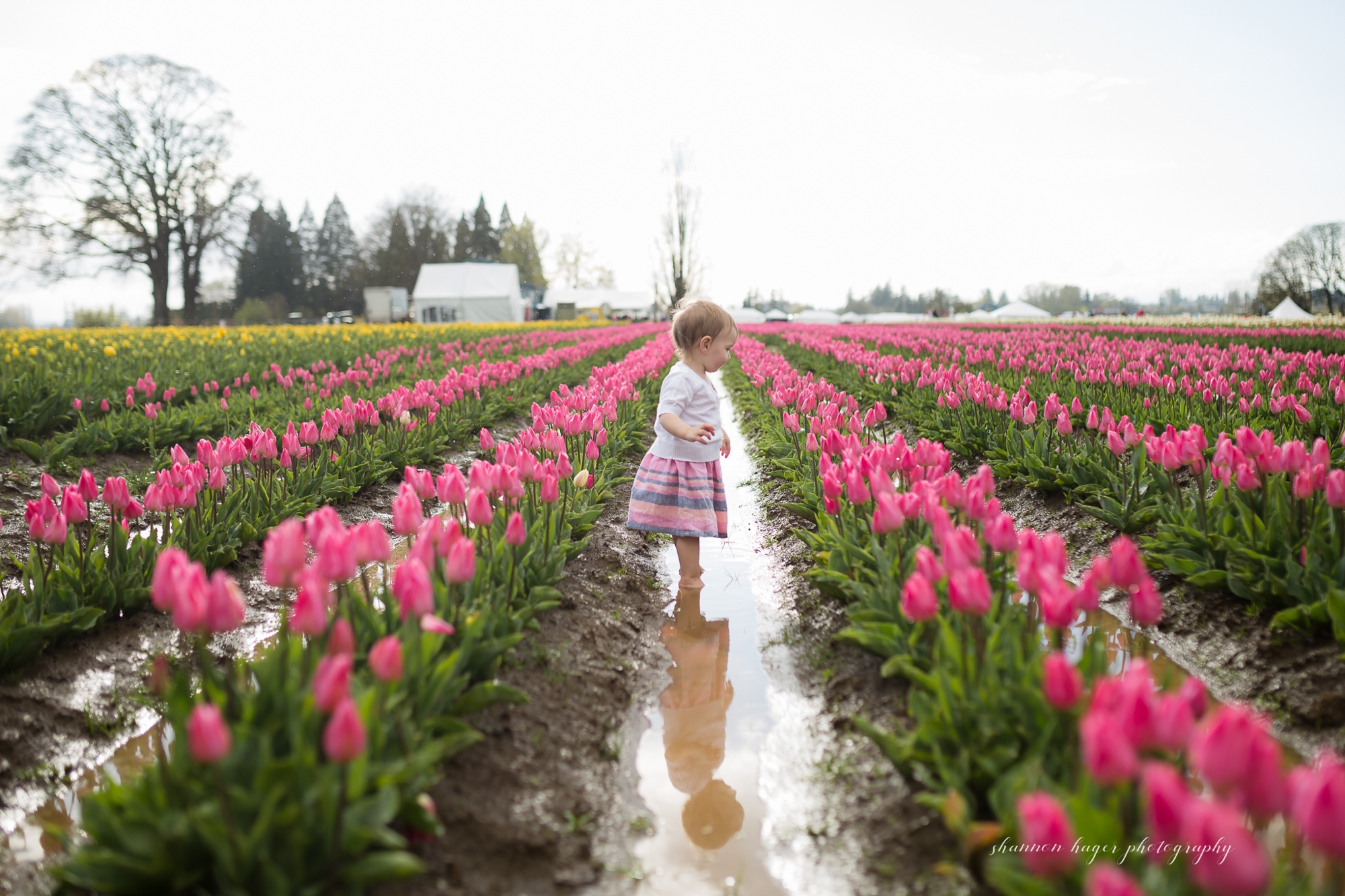 tulip photo session, spring mini sessions, portland family photographer, wooden shoe tulip festival