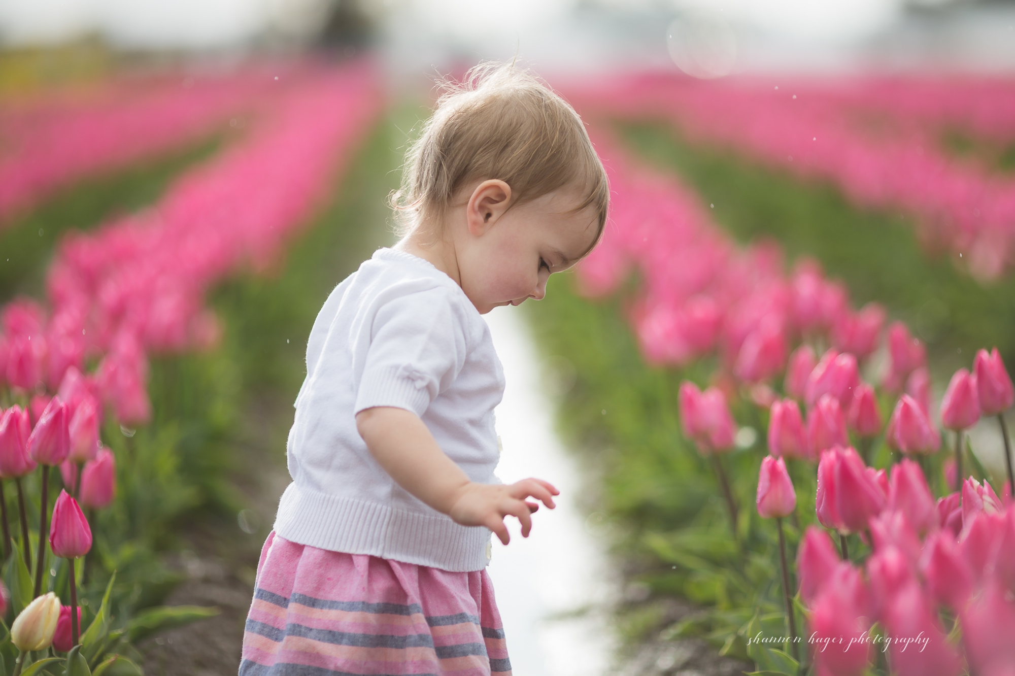 tulip photo session, spring mini sessions, portland family photographer, wooden shoe tulip festival