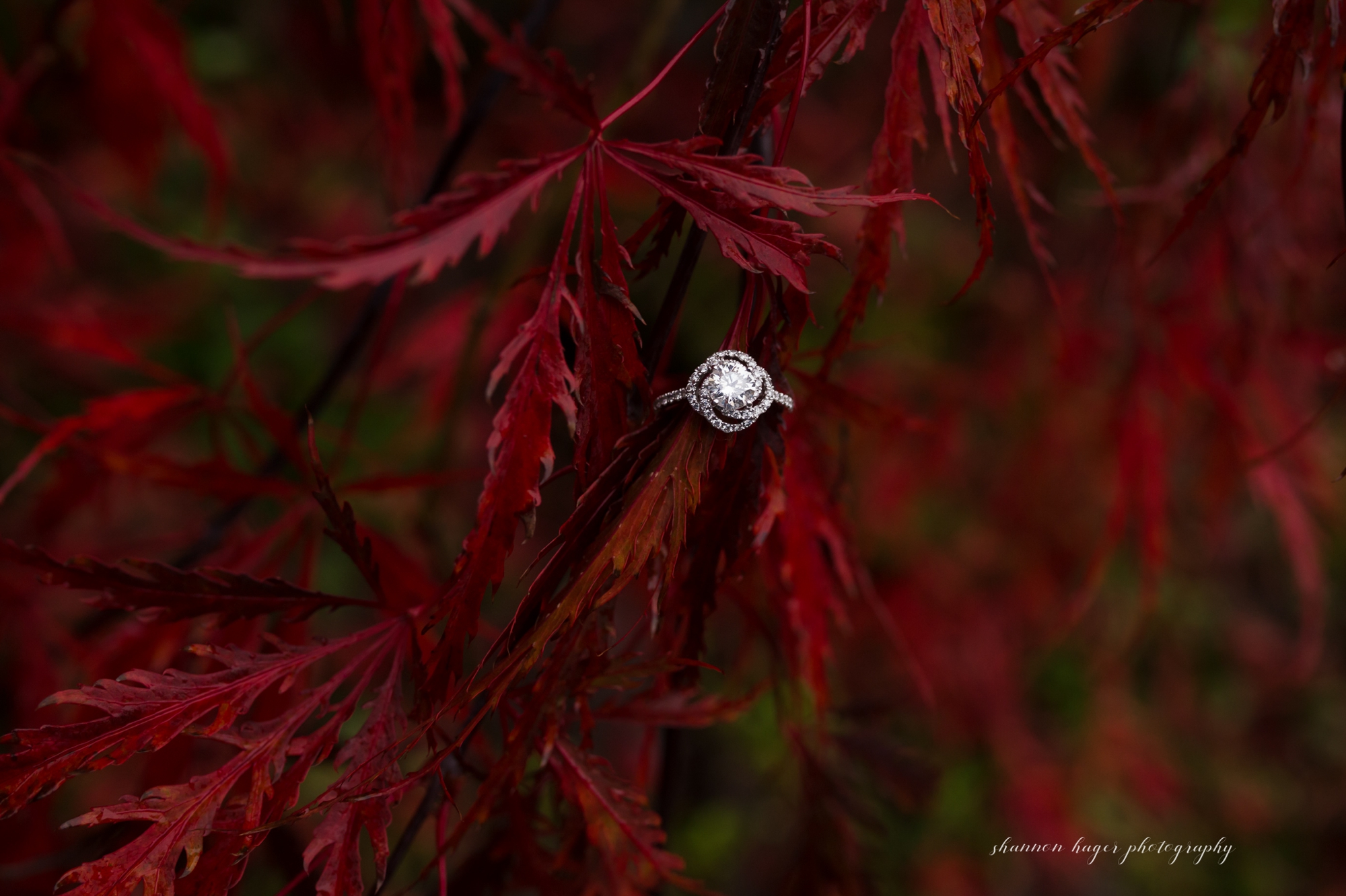 portland engagement photographer, fall engagement session, portland wedding photographer, jenkins estate wedding