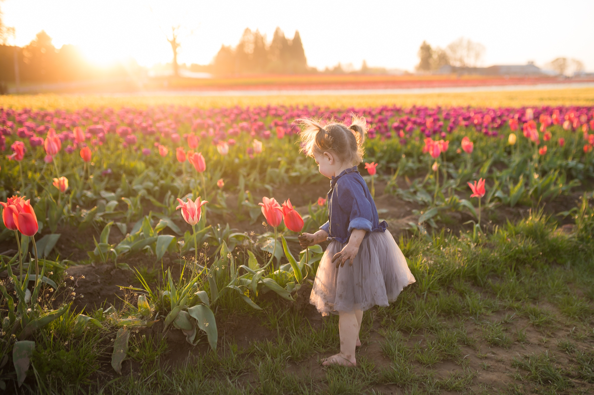 tulip field mini sessions, wooden shoe tulip festival photos, portland family photographer