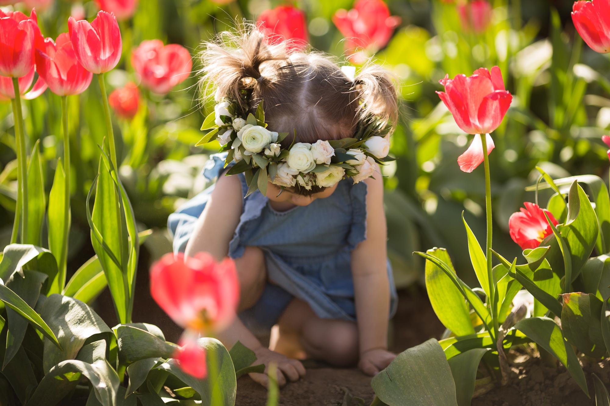 tulip field mini sessions, wooden shoe tulip festival photos, portland family photographer