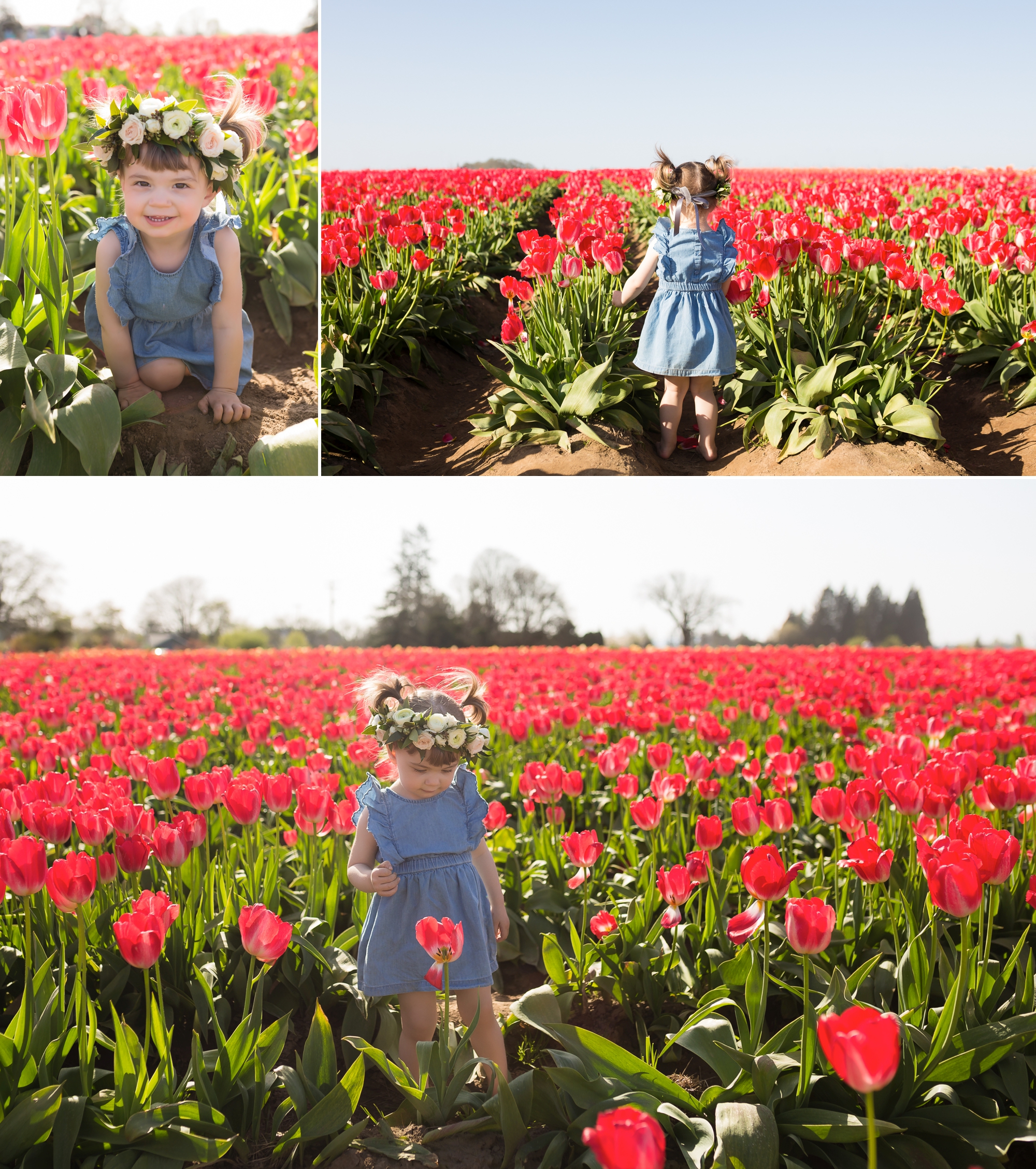 tulip field mini sessions, wooden shoe tulip festival photos, portland family photographer