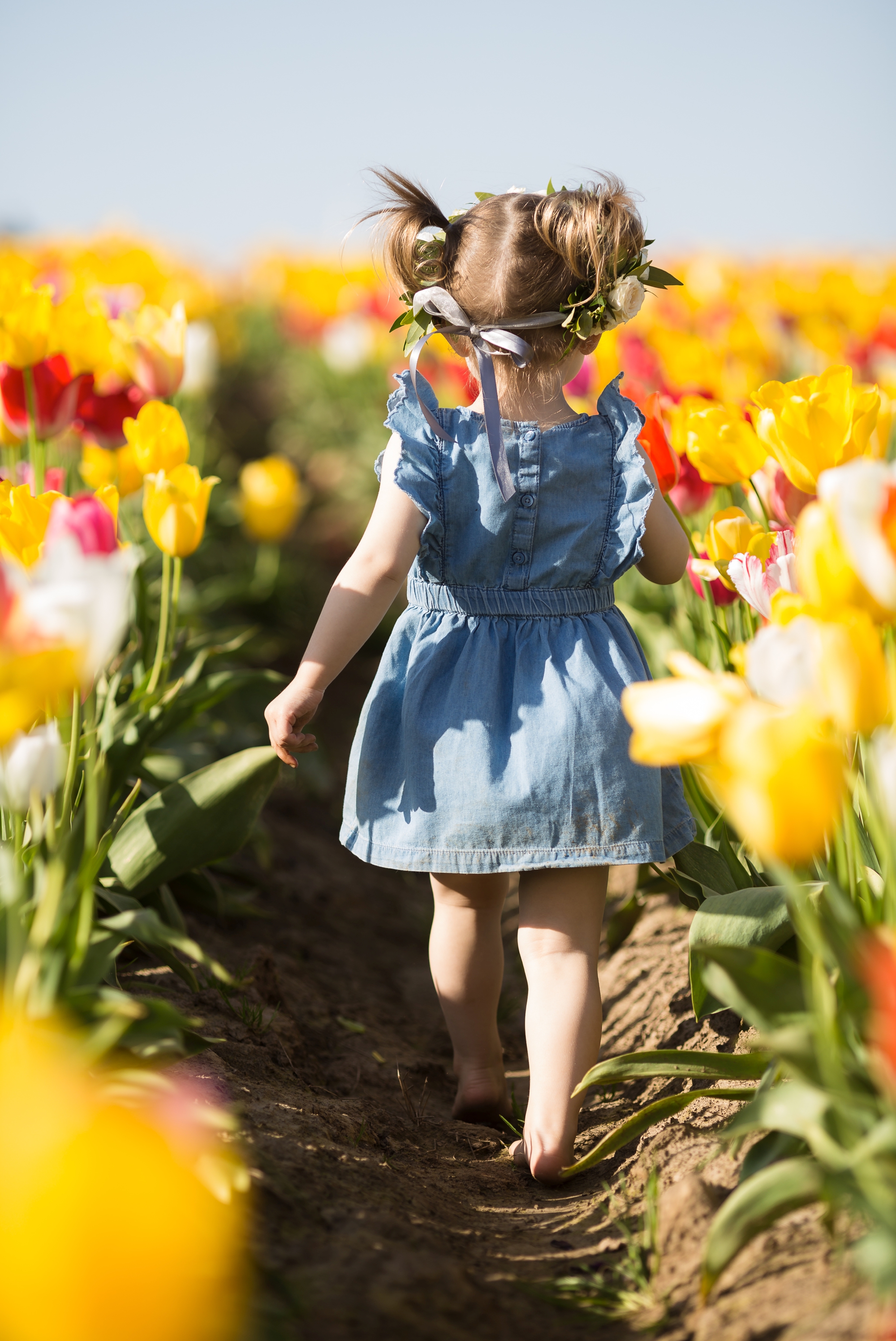 tulip field mini sessions, wooden shoe tulip festival photos, portland family photographer