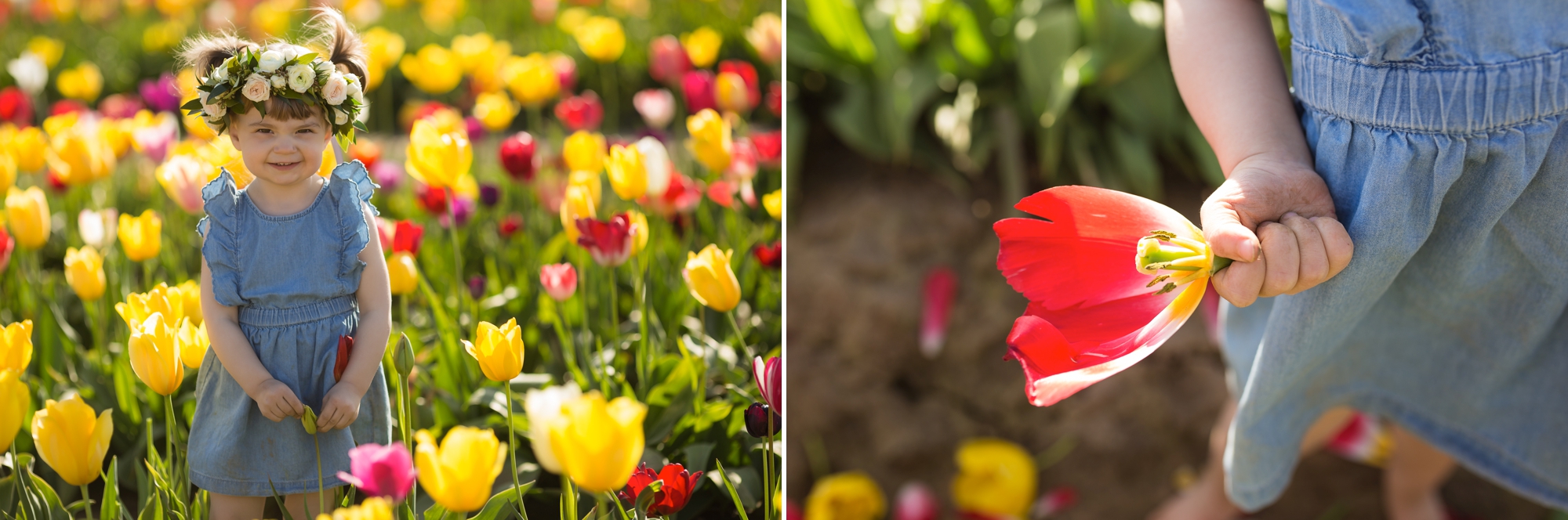 tulip field mini sessions, wooden shoe tulip festival photos, portland family photographer