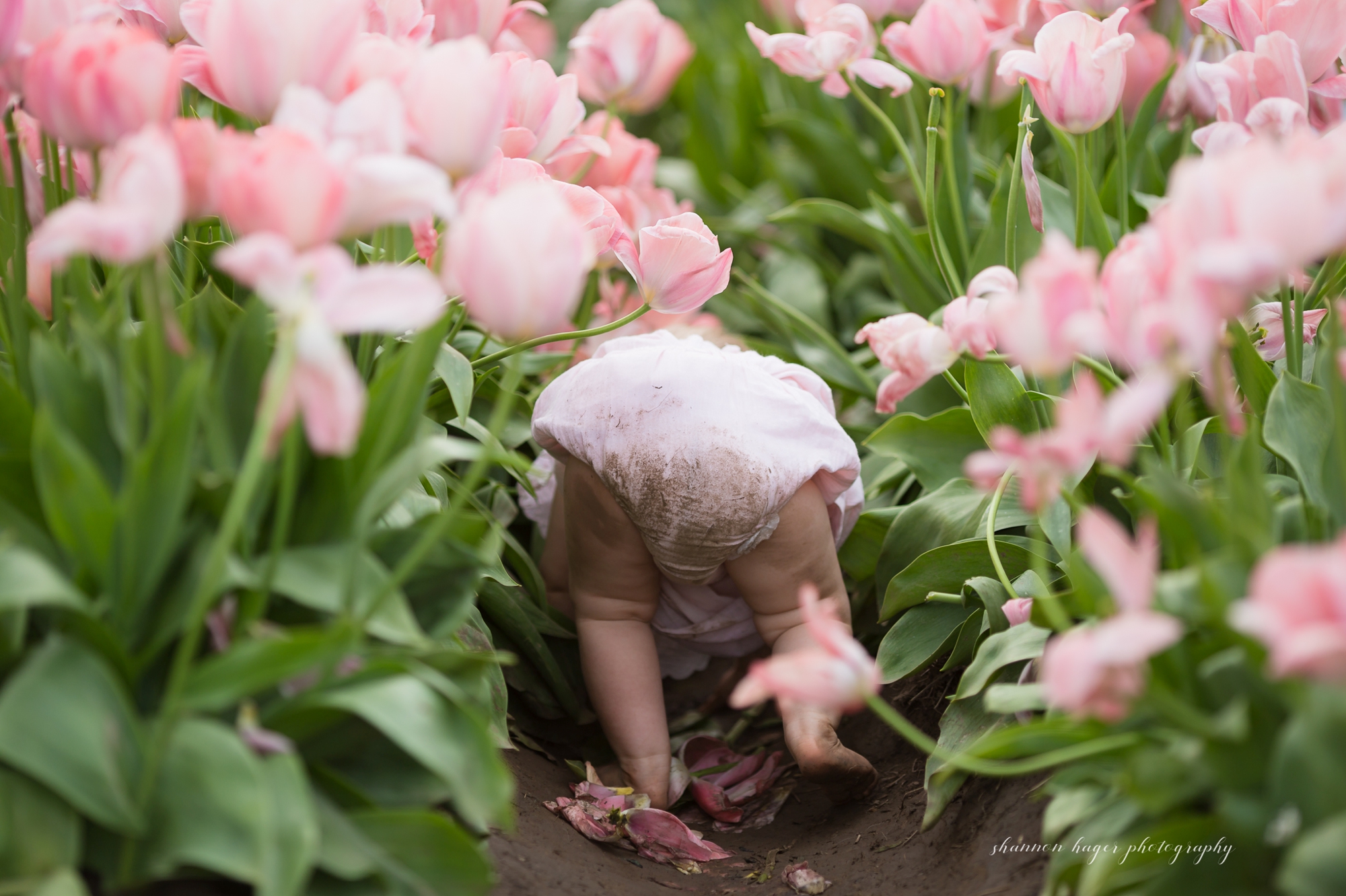 tulip field family photographer, wooden shoe tulip photo sessions, spring mini session portland, shannon hager photography
