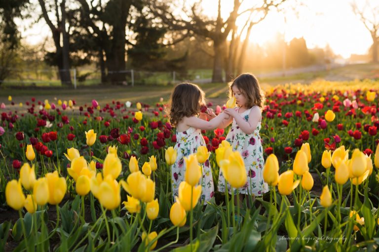 portland family photographer, tulip field mini session photos, family photos in tulip fields